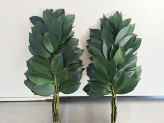 800円×12ヶ月コース
